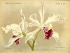 Orchid, Laelia Crispa Poster Print by A. Goossens # FAF1632