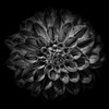 Black and White Dahlia  Poster Print by Brian Carson # FAF1679