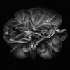 Black and White Petals II Poster Print by Brian Carson # FAF1680