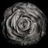 Black and White Rose Poster Print by Brian Carson # FAF1681