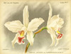 Orchid, Laelia Anceps Poster Print by A. Goossens # FAF1633