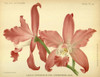 Orchid, Laelia Autumnalis Poster Print by A. Goossens # FAF1634