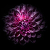 Purple Dahlia Poster Print by Brian Carson # FAF1670