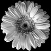 Black and White Gerbera Poster Print by Stephane Graciet # FAF1695