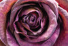 Purple Rose Poster Print by Stephane Graciet # FAF1700