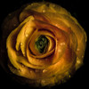 Golden Yellow Rose Poster Print by Brian Carson # FAF1675