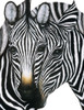 Zebra I Poster Print by Unknown Unknown # F915