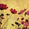 Country Poppies Poster Print by Anonymous Anonymous # FAF141