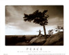 Zen - Peace Poster Print by Unknown Unknown # F102210