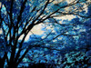 Blue Forest III Poster Print by Derek Scott # DST111767DG