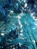 Blue Forest I Poster Print by Derek Scott # DST111765DG