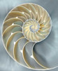 Nautilus in Blue I Poster Print by Caroline Kelly # CKL111755DG