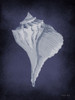 Blue Seashell II      Poster Print by Cindy Jacobs # CIN2284
