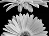 Daisies Poster Print by Jim Christensen # CR049A