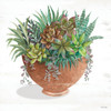Terracotta Succulents II    Poster Print by Cindy Jacobs # CIN1900