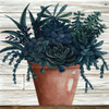 Remarkable Succulents III Poster Print by Cindy Jacobs # CIN1952