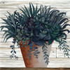 Remarkable Succulents I Poster Print by Cindy Jacobs # CIN1950