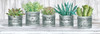 Galvanized Pot Succulents II Poster Print by Cindy Jacobs # CIN1814A