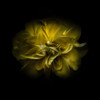 Yellow Camelia Poster Print by Brian Carson # BRC117488