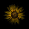 Yellow Daisy I Poster Print by Brian Carson # BRC117490