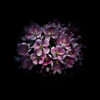 Purple Verbena Poster Print by Brian Carson # BRC117462