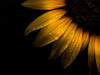Sunflower Detail II Poster Print by Brian Carson # BRC117466