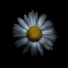 White Daisy I Poster Print by Brian Carson # BRC117469