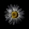 White Daisy IV Poster Print by Brian Carson # BRC117472