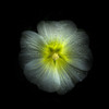 White Petunia Detail Poster Print by Brian Carson # BRC117479