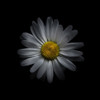 White Daisy V Poster Print by Brian Carson # BRC117473