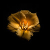 Yellow Lily Poster Print by Brian Carson # BRC117493