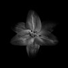 Black And White Lily Poster Print by Brian Carson # BRC117427