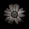 Black And White Daisy IV Poster Print by Brian Carson # BRC117421