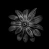 Black And White Daisy V Poster Print by Brian Carson # BRC117422