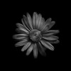 Black And White Daisy III Poster Print by Brian Carson # BRC117420