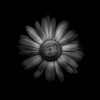Black And White Daisy 1 Poster Print by Brian Carson # BRC117418