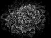 Black And White Flower Cabbage Poster Print by Brian Carson # BRC117424