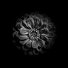 Black And White Zinnia V Poster Print by Brian Carson # BRC117447