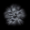 Black And White Petunia IV Poster Print by Brian Carson # BRC117441