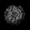 Black And White Zinnia IV Poster Print by Brian Carson # BRC117446