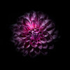 Purple Dahlia Poster Print by Brian Carson # BRC117460