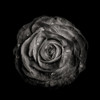 Black And White Begonia IV Poster Print by Brian Carson # BRC117407