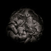 Black And White Peony I Poster Print by Brian Carson # BRC117434