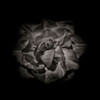 Black And White Peony II Poster Print by Brian Carson # BRC117435