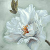 Precious Peony II Poster Print by Marianne Broome # BR060A