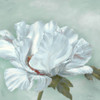 Precious Peony II Poster Print by Marianne Broome # BR061A