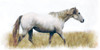 White Horse    Poster Print by Bluebird Barn Bluebird Barn # BLUE491