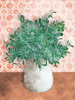 Terra Greenery Poster Print by Bluebird Barn Bluebird Barn # BLUE504