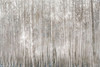 Birch Trees     Poster Print by Bluebird Barn Bluebird Barn # BLUE456