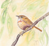 Sunny Wren Poster Print by Beverly Dyer # BDSQ070